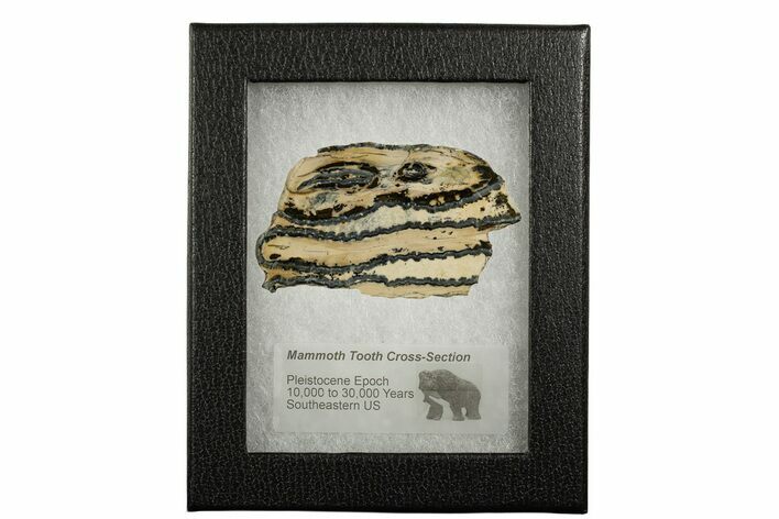 Mammoth Molar Slice With Case - South Carolina #337722